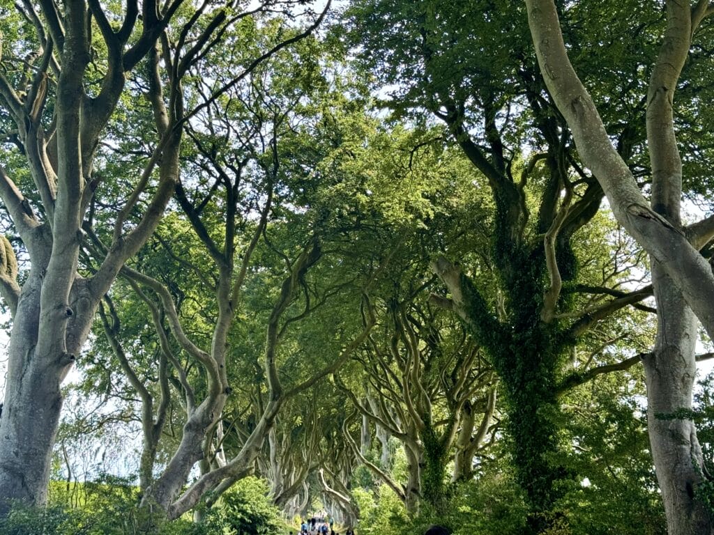 Dark Hedges